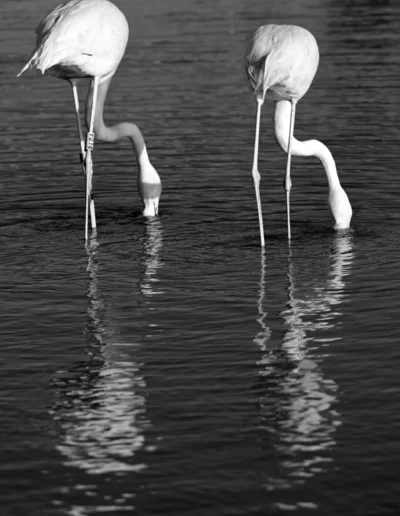 black and white wildlife photography