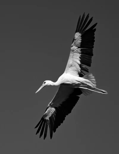 large bird black and white photography