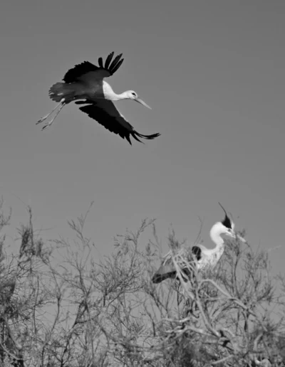 large bird photography