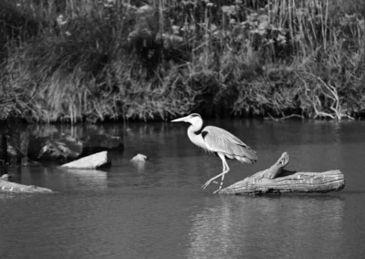 large bird picture