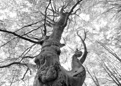 old tree photography