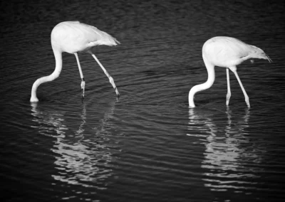 photo camargue