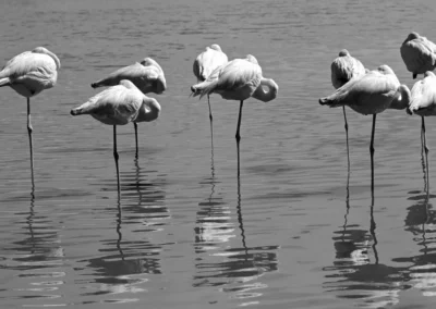 photo camargue artistique