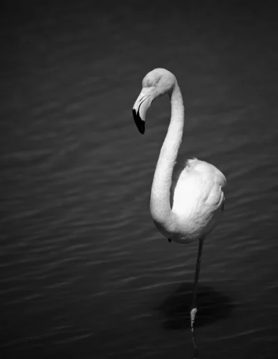 photo camargue flamand rose