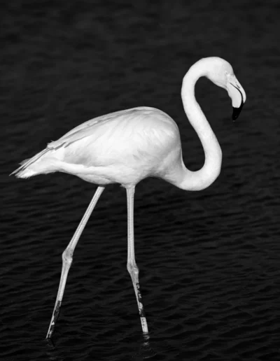 photo d oiseau noir et blanc