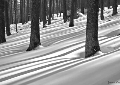 photo de foret neige