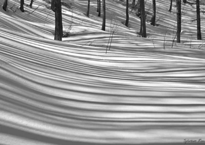 photo de foret noir et blanc