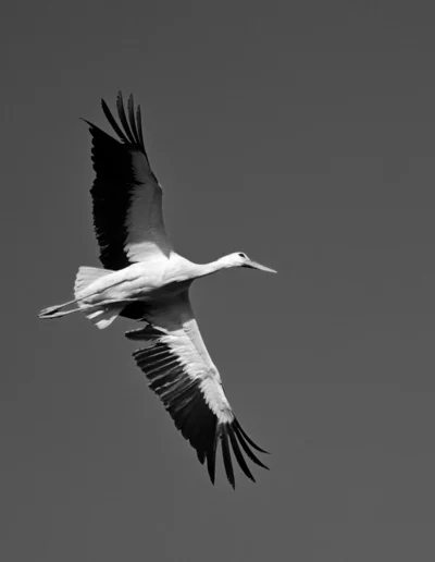 photo de grand oiseau