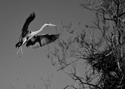 photo grand oiseau