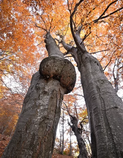 photo vieux arbres