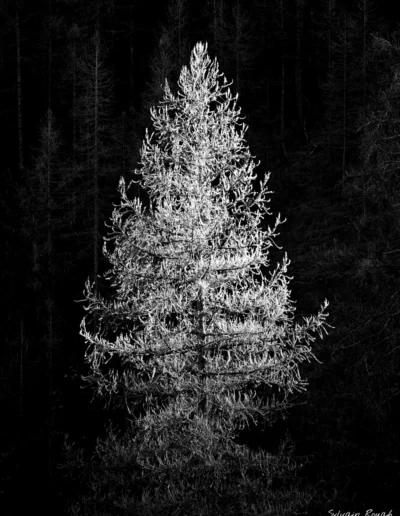 photographie arbre noir et blanc