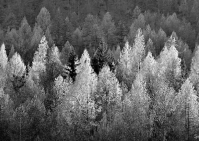 photographie de foret noir et blanc